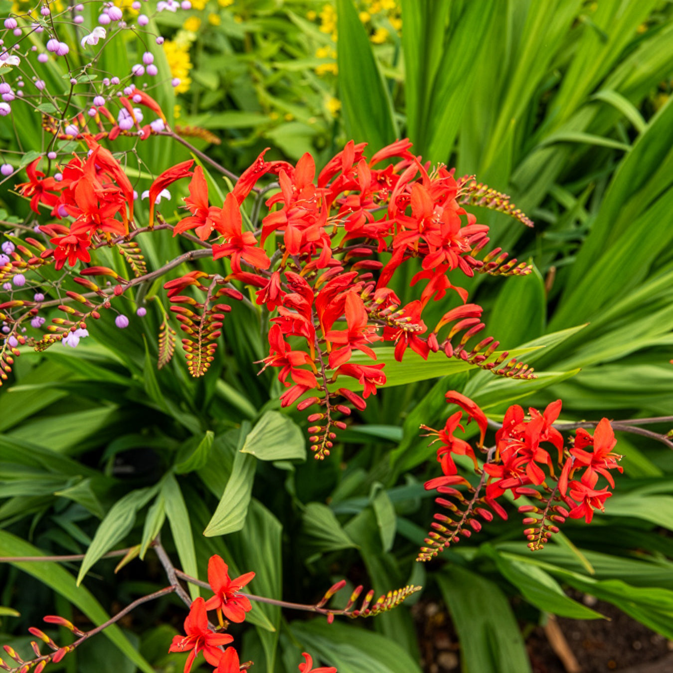 15 Crocosmias rouges - Crocosmia - Bakker