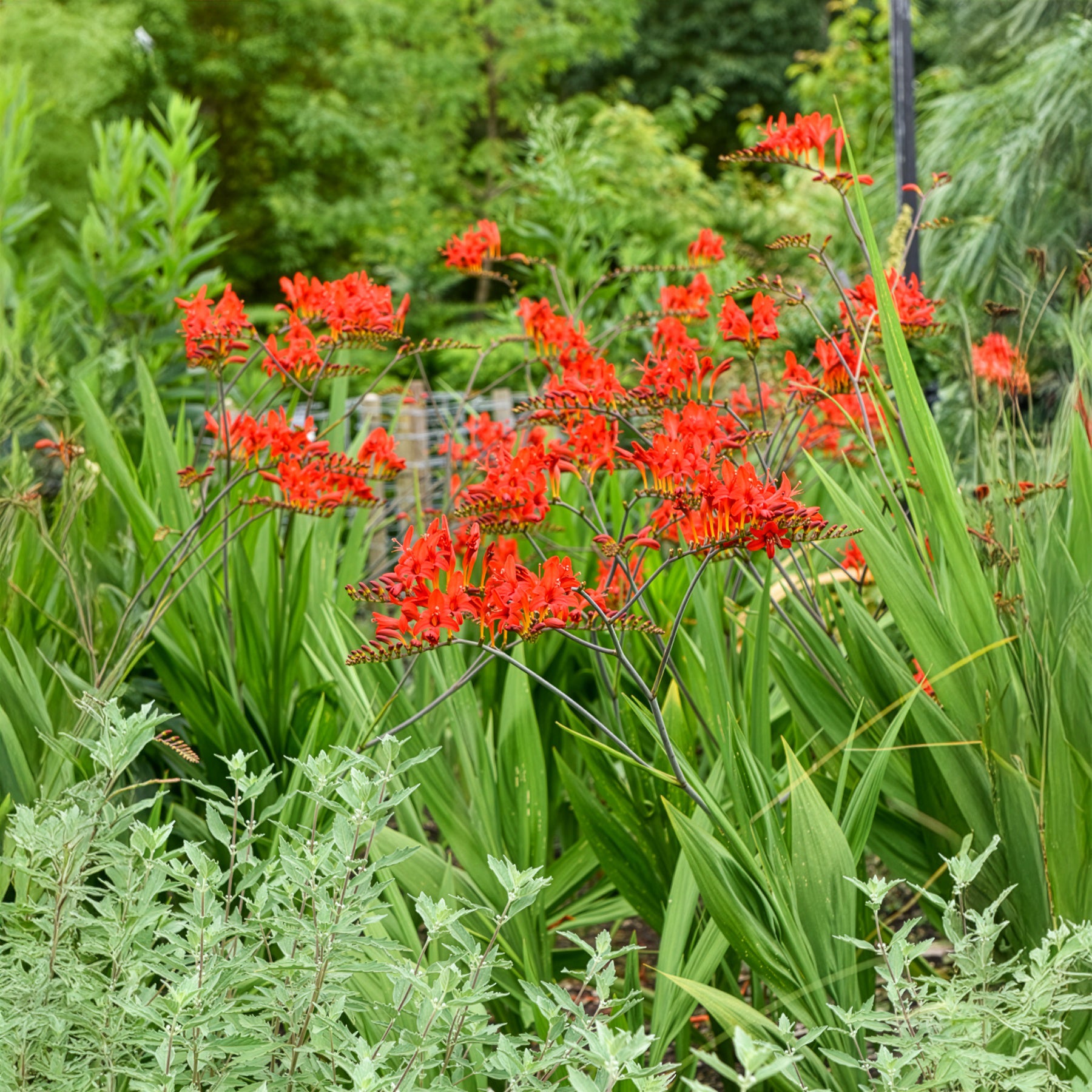 Vente 15 Crocosmias rouges - Crocosmia