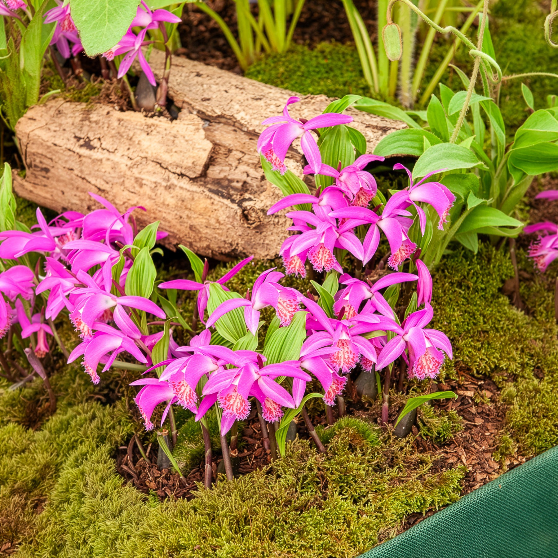 Orchidée 'Pleione Tongariro' - Bakker