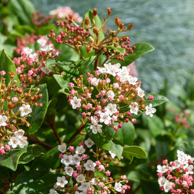 Boule de neige 'Gwenllian' - Viburnum tinus Gwenllian - Bakker