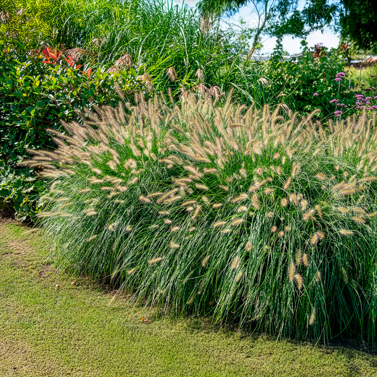Vente Herbe aux écouvillons 'Hameln'
