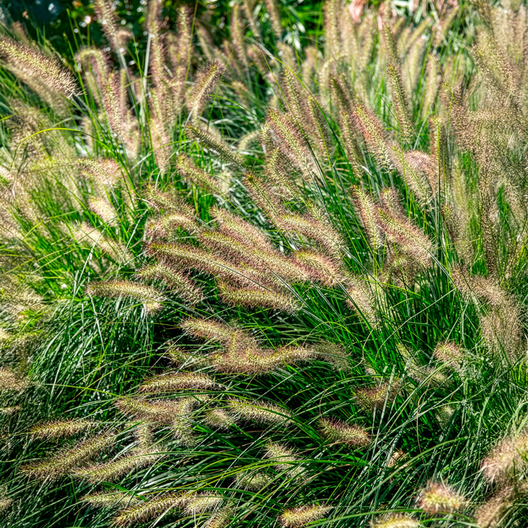 Herbe aux écouvillons 'Hameln' - Pennisetum - Bakker