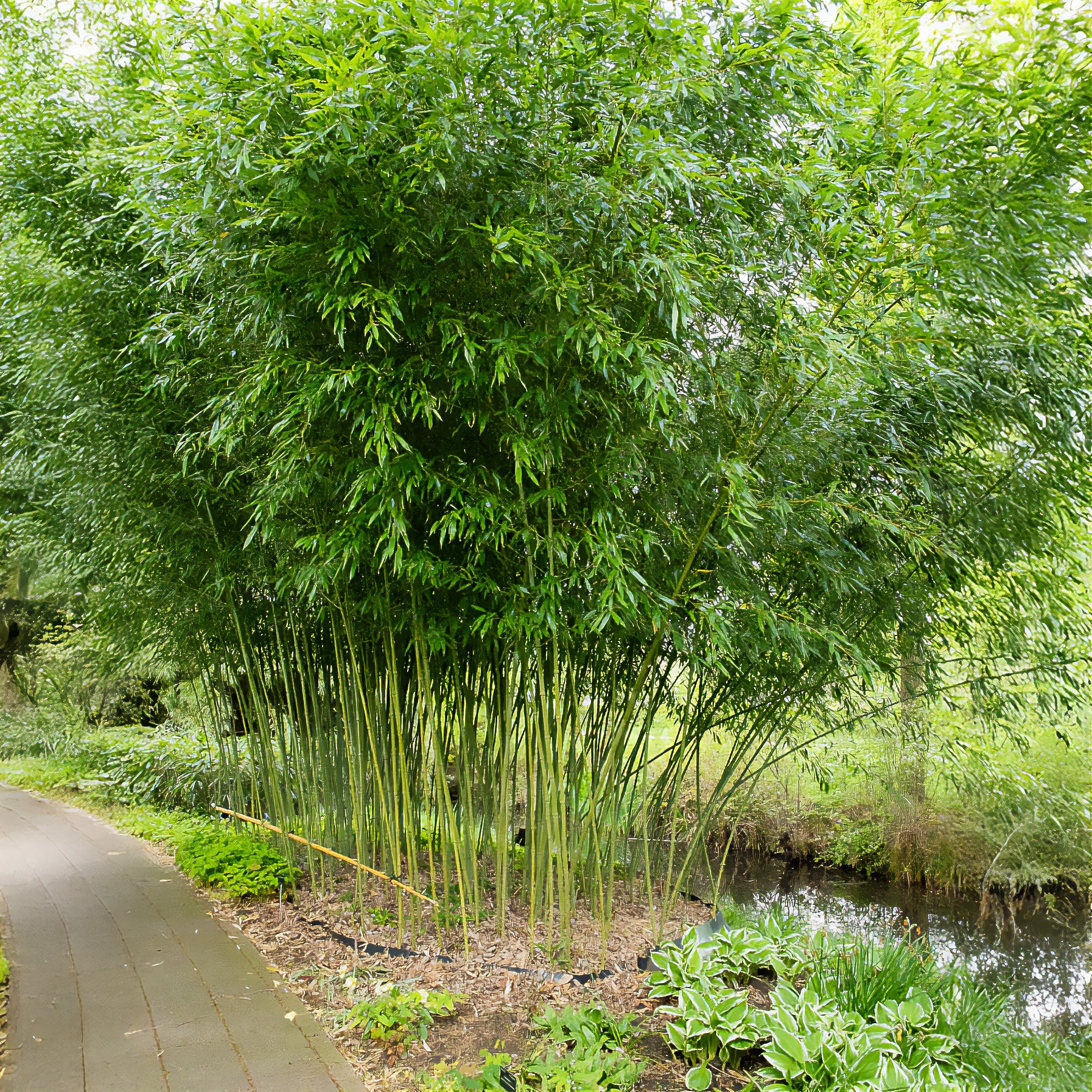 Bambou traçant à chaumes verts - Bakker