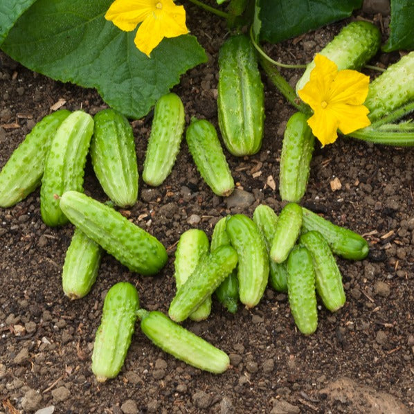 Cornichon Vert Petit de Paris - Bakker.com | France