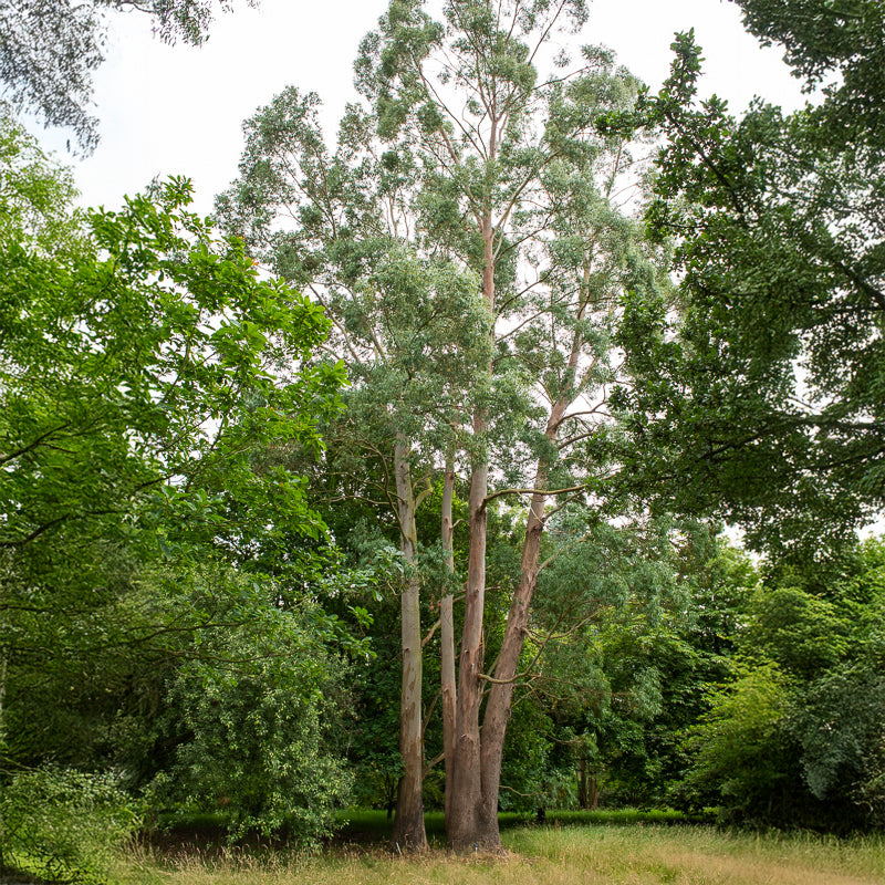 Vente Eucalyptus gunnii - Eucalyptus gunnii