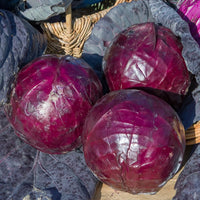 Chou rouge Tête noire 3 - Brassica oleracea capitata tête noire 3 - Bakker