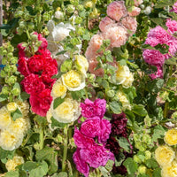 5 Roses trémières doubles en mélange - Alcea rosea charter's hybrid - Bakker