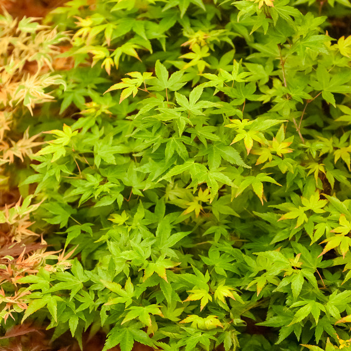 Érable du Japon 'Little Princess' - Acer palmatum little princess - Bakker