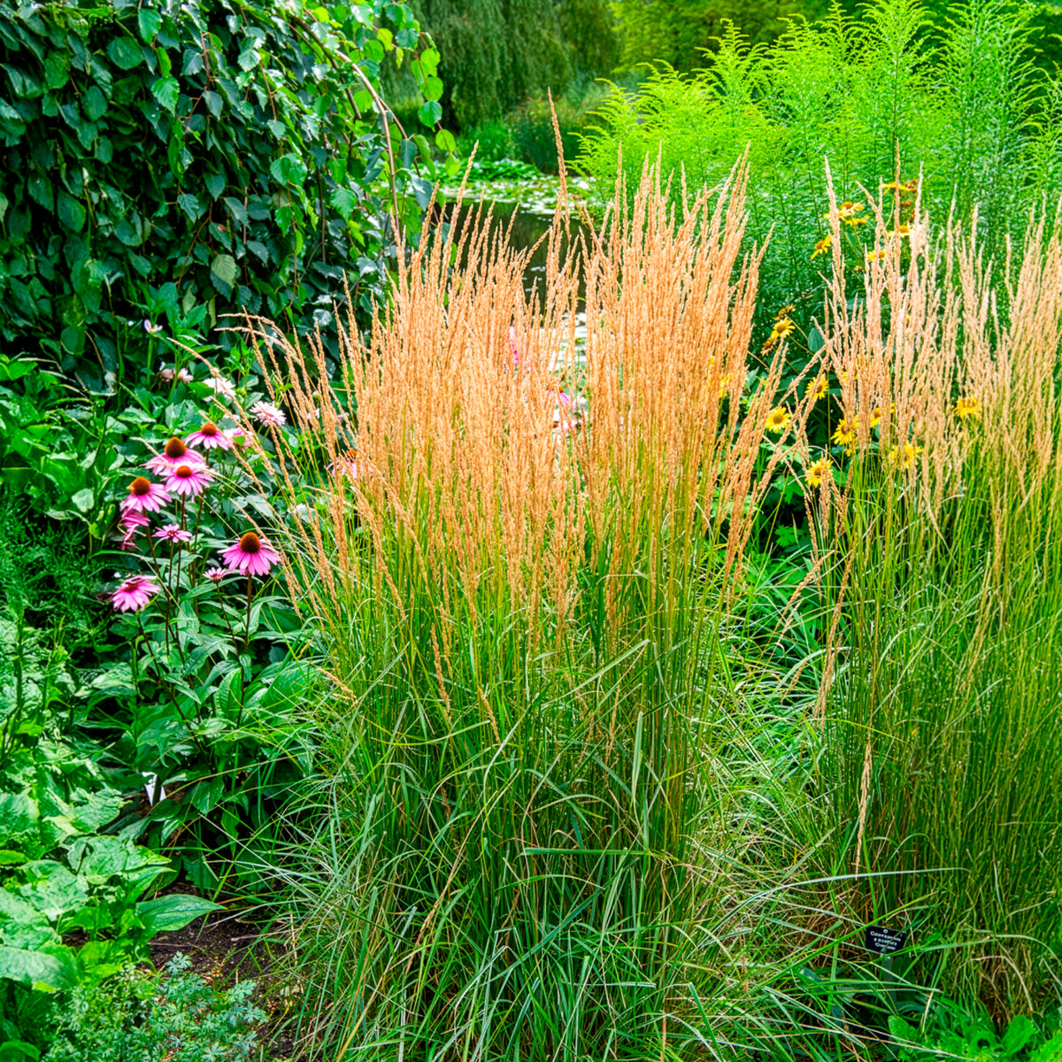 Graminées - Calamagrostide panachée 'Overdam' - Calamagrostis acutiflora overdam