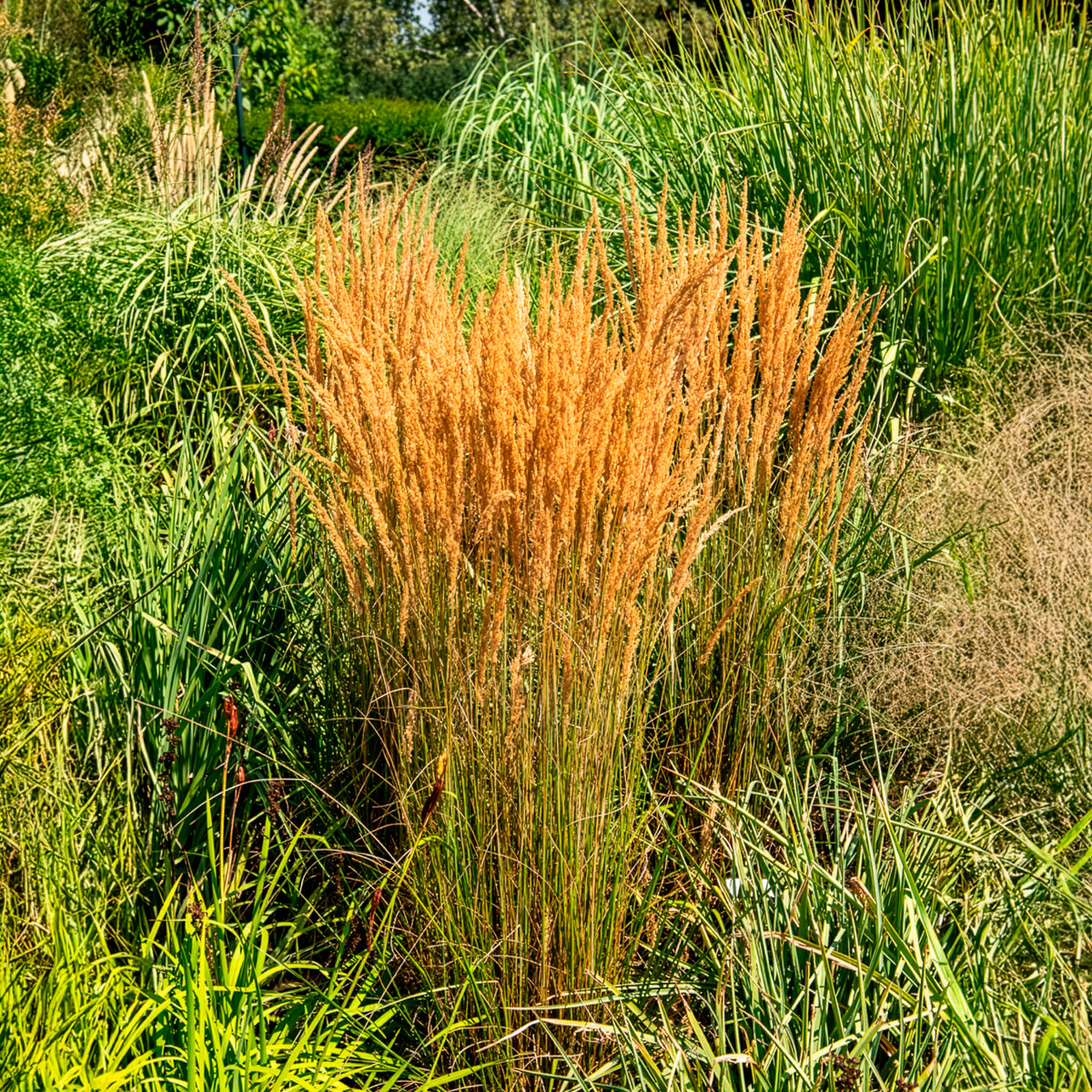 Vente Calamagrostide panachée 'Overdam' - Calamagrostis acutiflora overdam