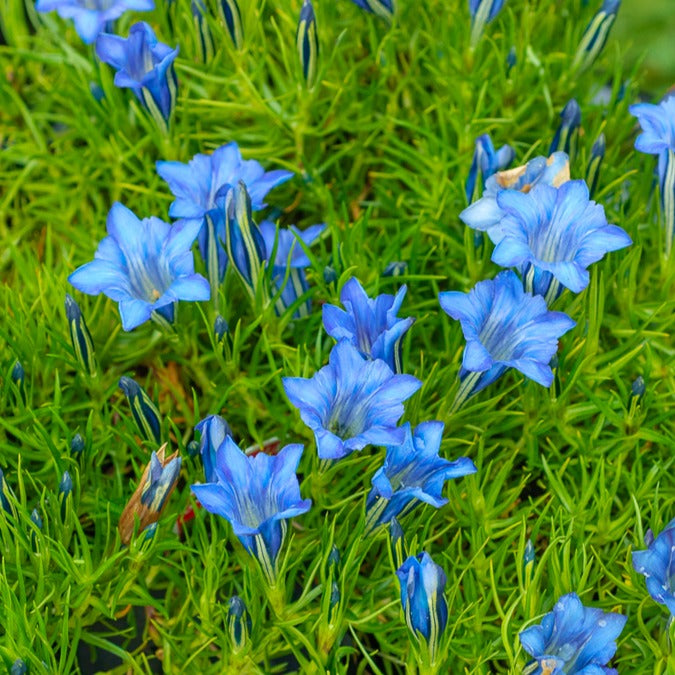 Gentiane chinoise d'automne - Bakker.com | France