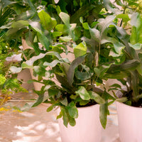 Fougère 'Blue Star' - Phlebodium blue star - Bakker