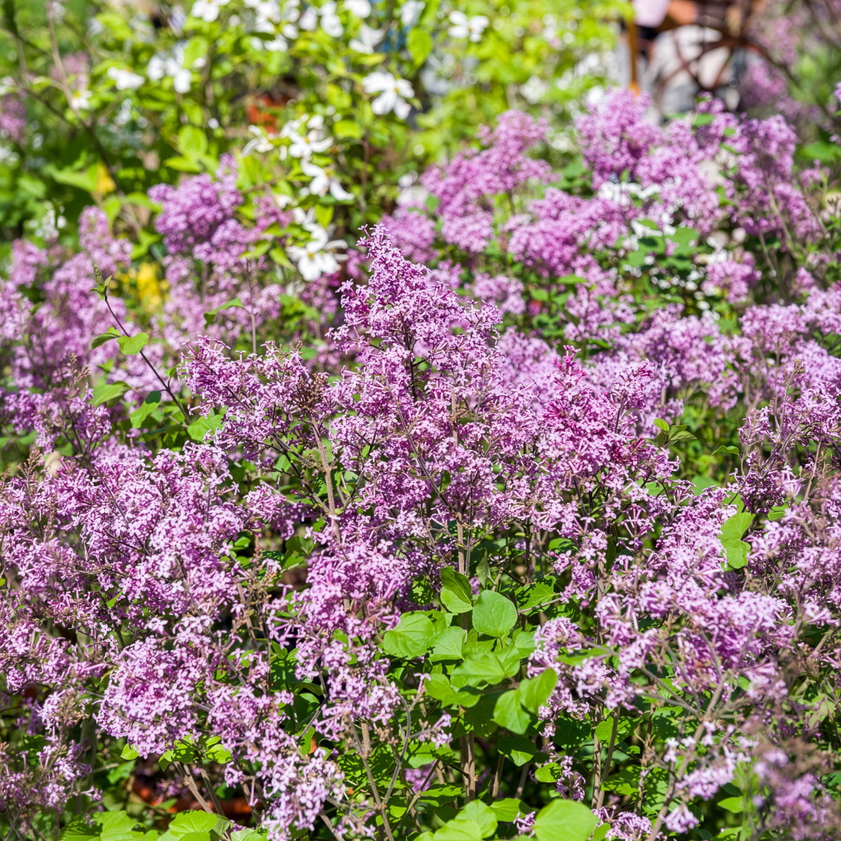 Lilas nain  'Dark Purple'