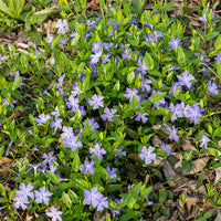 Petite pervenche - Vinca minor - Bakker
