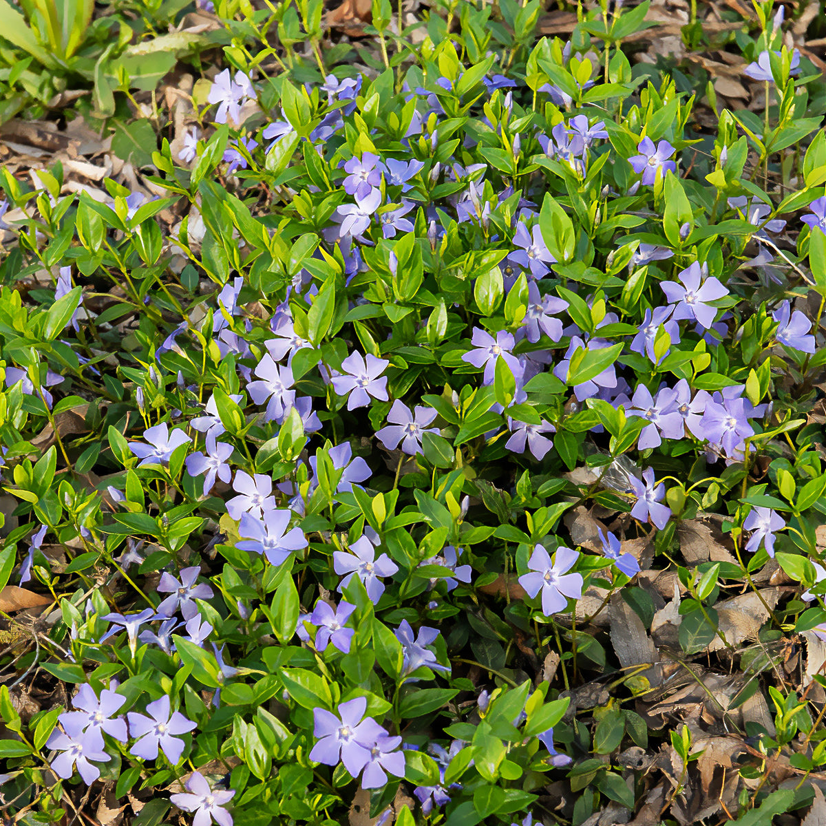 Petite pervenche - Vinca minor - Bakker