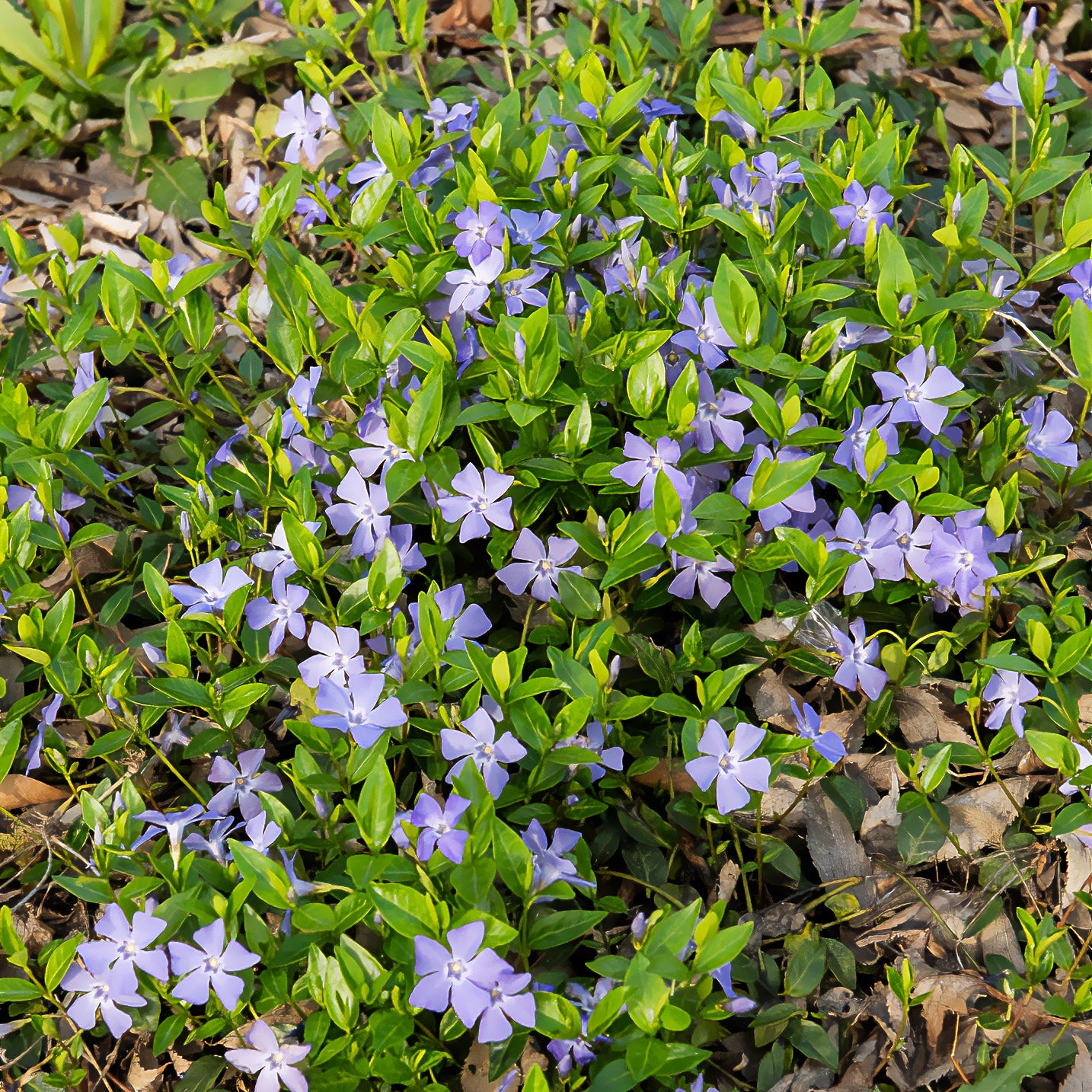 Petite pervenche - Vinca minor - Bakker