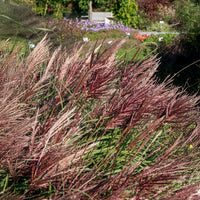 Eulalie - Miscanthus - Eulaliee Red Chief - Miscanthus sinensis Red Chief