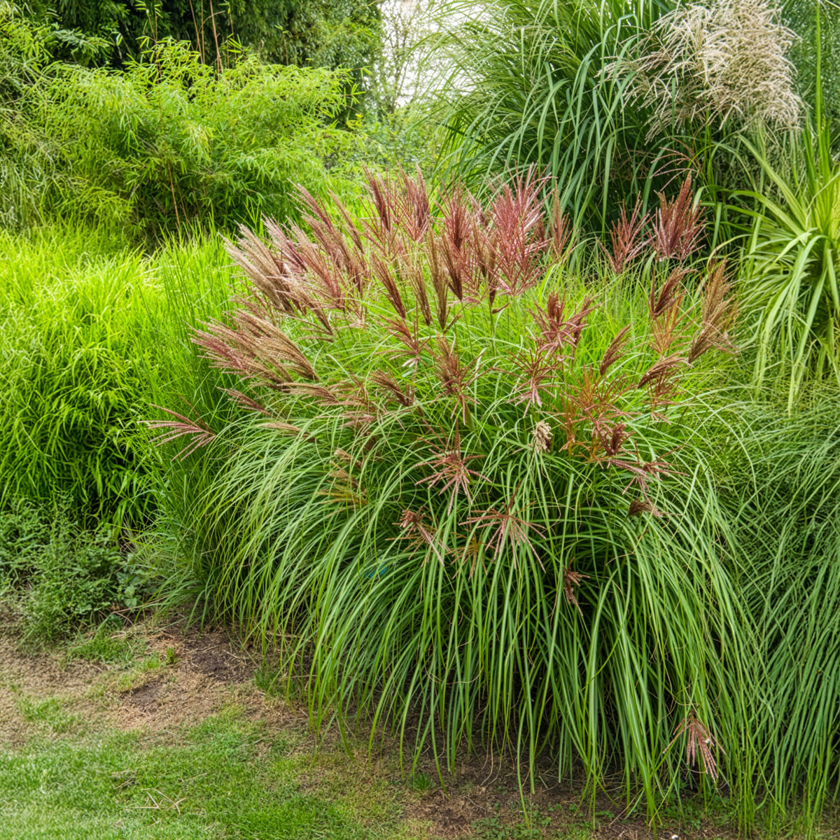Vente Eulaliee Red Chief - Miscanthus sinensis Red Chief