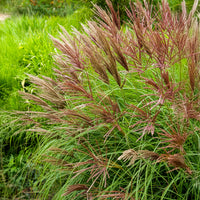 Eulaliee Red Chief - Bakker