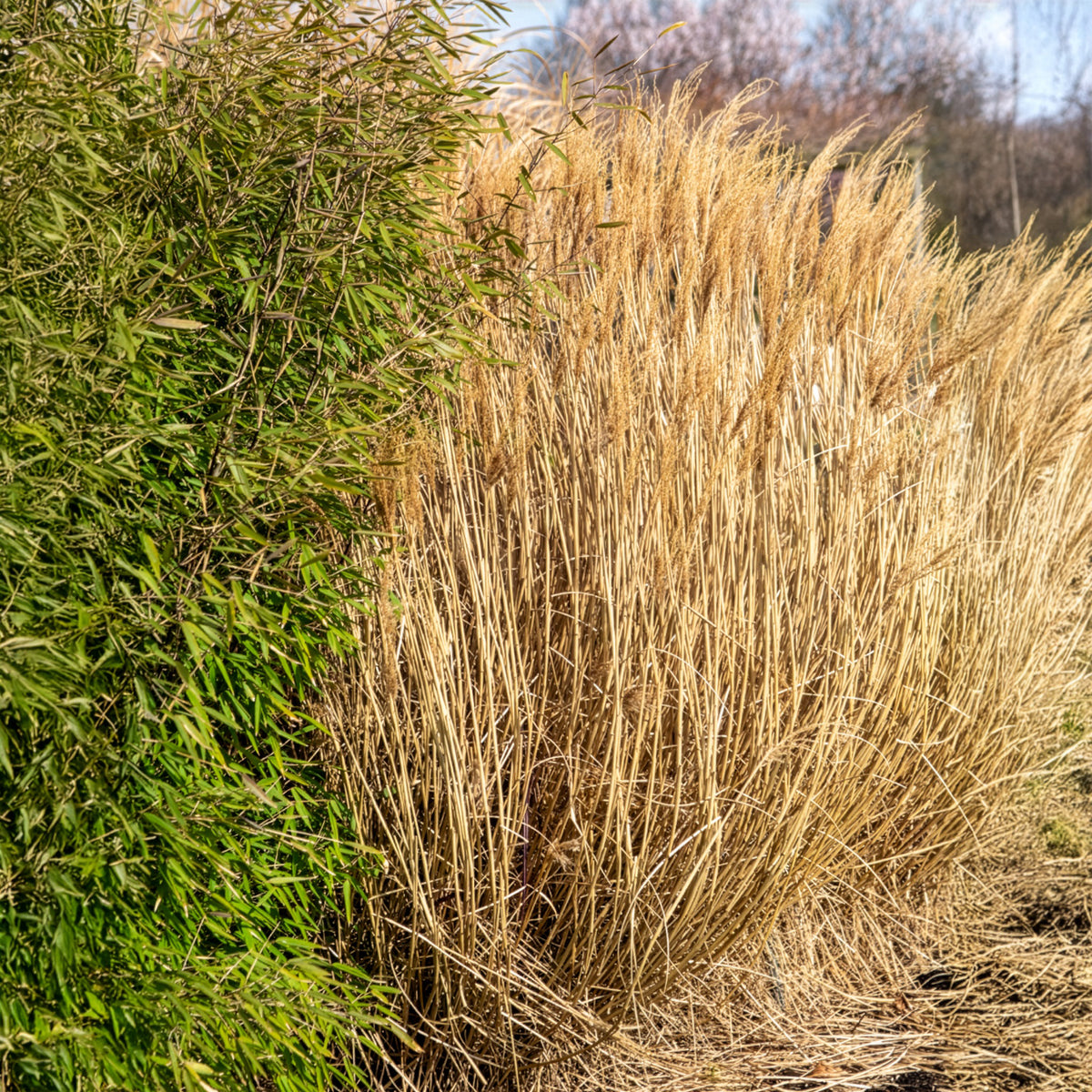 Miscanthus sinensis Red Chief - Eulaliee Red Chief - Eulalie - Miscanthus