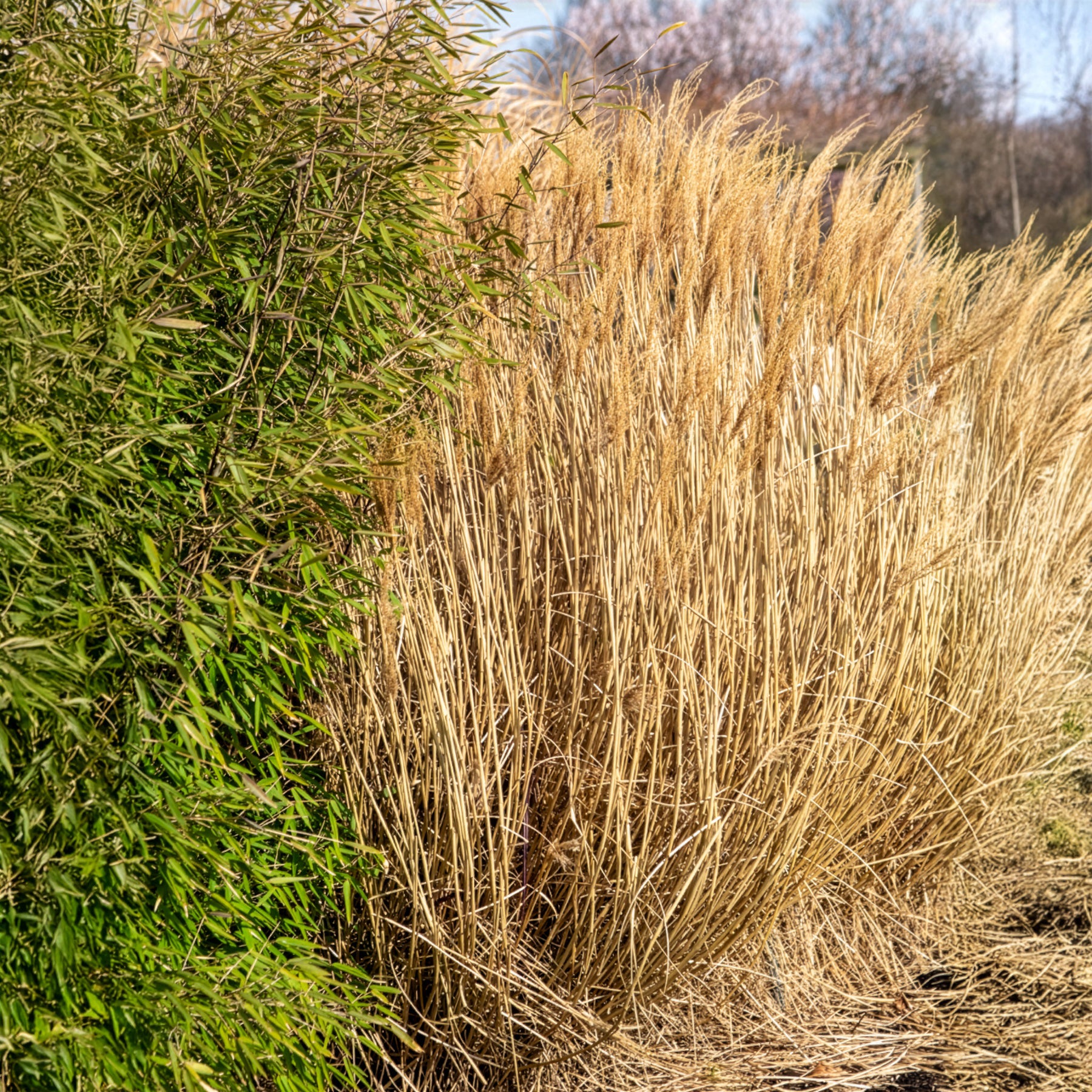Miscanthus sinensis Red Chief - Eulaliee Red Chief - Eulalie - Miscanthus