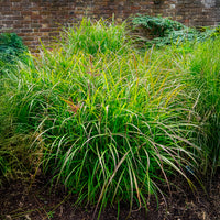 Roseau de Chine 'Ferner Osten' - Miscanthus sinensis Ferner Osten - Bakker