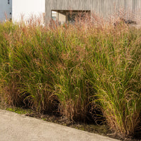 Vente Roseau de Chine 'Gracillimus' - Miscanthus - Miscanthus