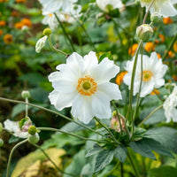 Racines nues - Anémone du Japon 'Whirlwind' - Anemone hybrida whirlwind