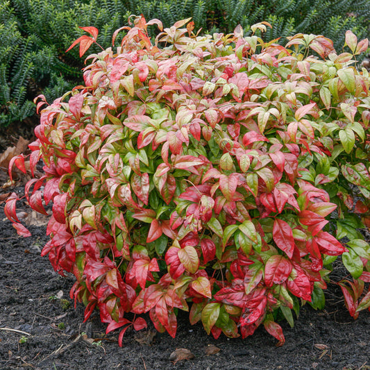 Bambou sacré 'Fire Power' - Bakker