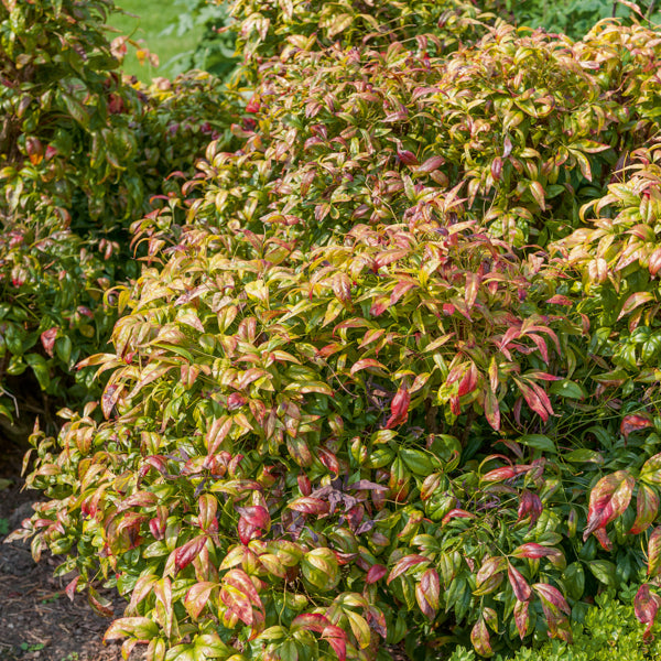 Vente Bambou sacré 'Fire Power' - Nandina domestica Fire Power