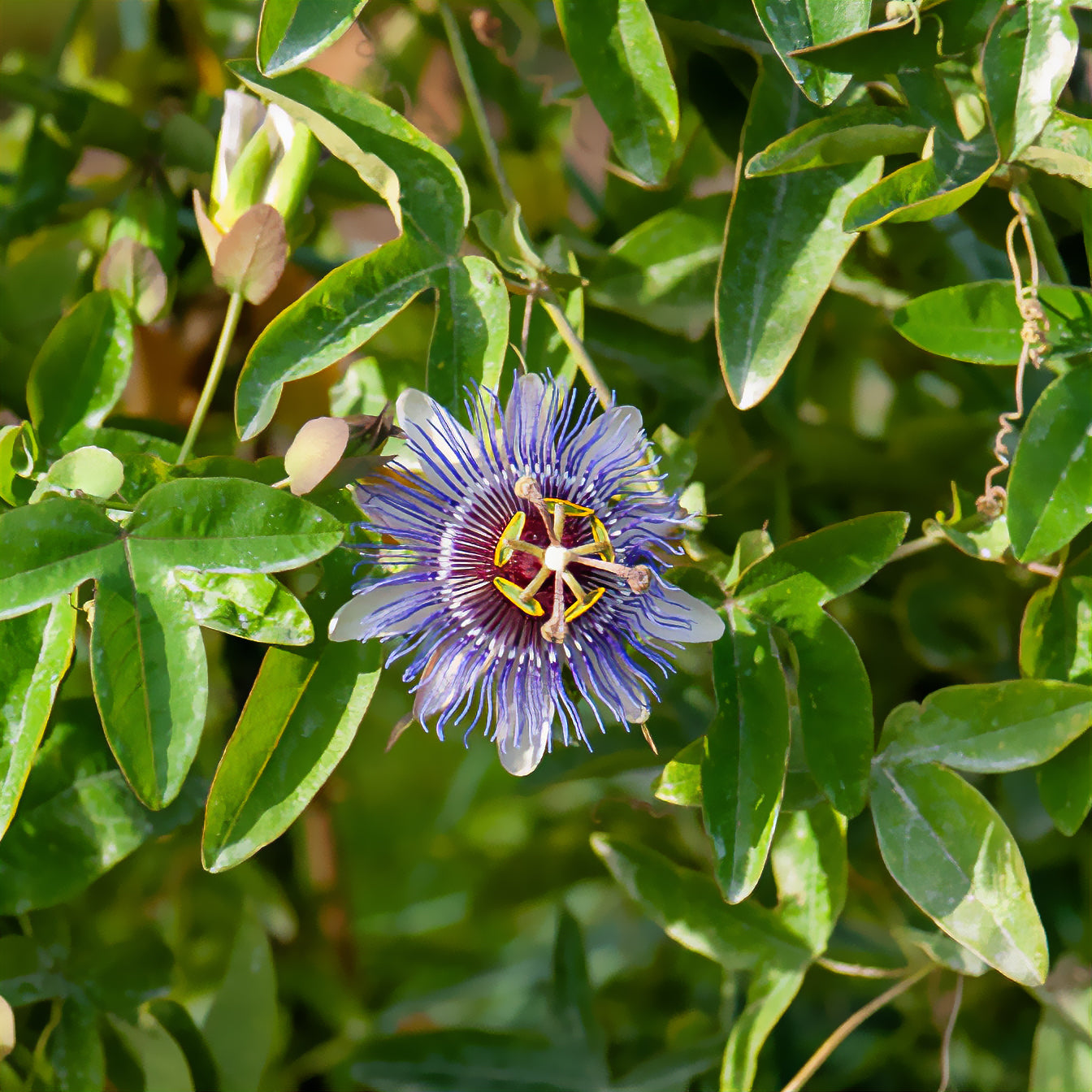 Passiflora purple rain - Passiflore 'Purple rain' - Passiflore
