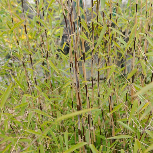 Bambou 'Volcano' non-traçant - Bakker