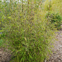 Bambou 'Volcano' non-traçant - Fargesia nitida 'volcano' - Bakker