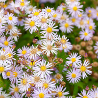 3 Astères nains d'Automne Asran - Aster ageratoides Asran - Bakker