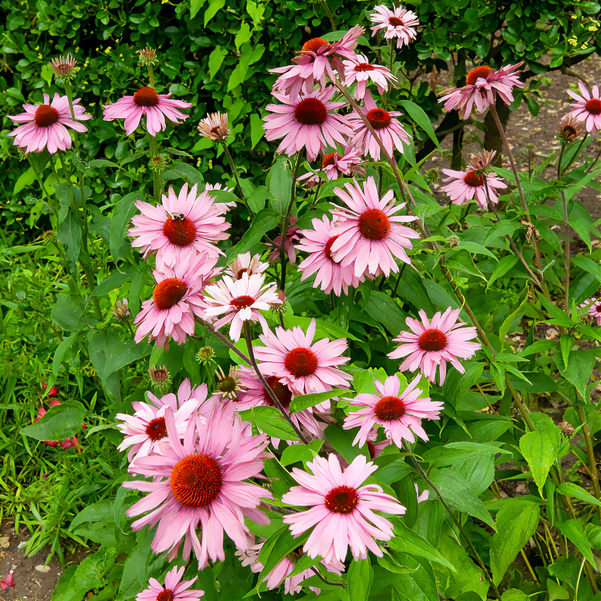 Échinacée - Echinacée pourpre - Echinacea purpurea