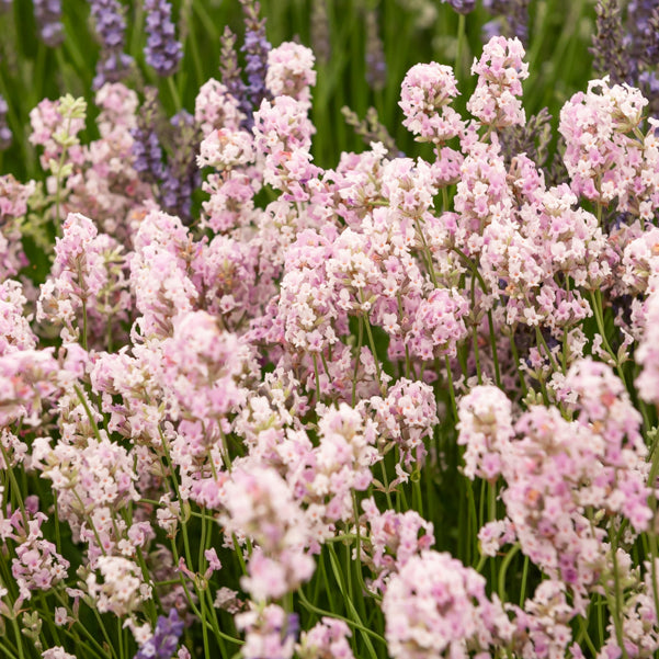 Lavandula angustifolia alba, rosea - Collection de 4 Lavandes blanches et roses - Lavande
