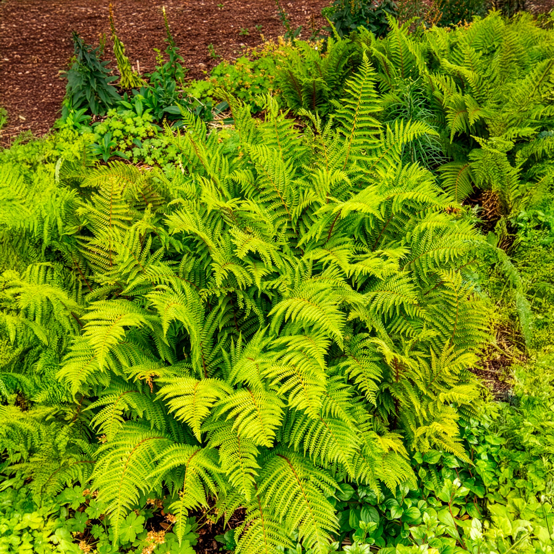 Plantes vivaces - Aspidie à cils raides 'Herrenhausen' - Polystichum setiferum Herrenhausen