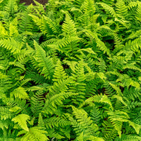 Vente Aspidie à cils raides 'Herrenhausen' - Polystichum setiferum Herrenhausen