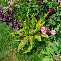 Vente Aspidie à cils raides 'Herrenhausen'