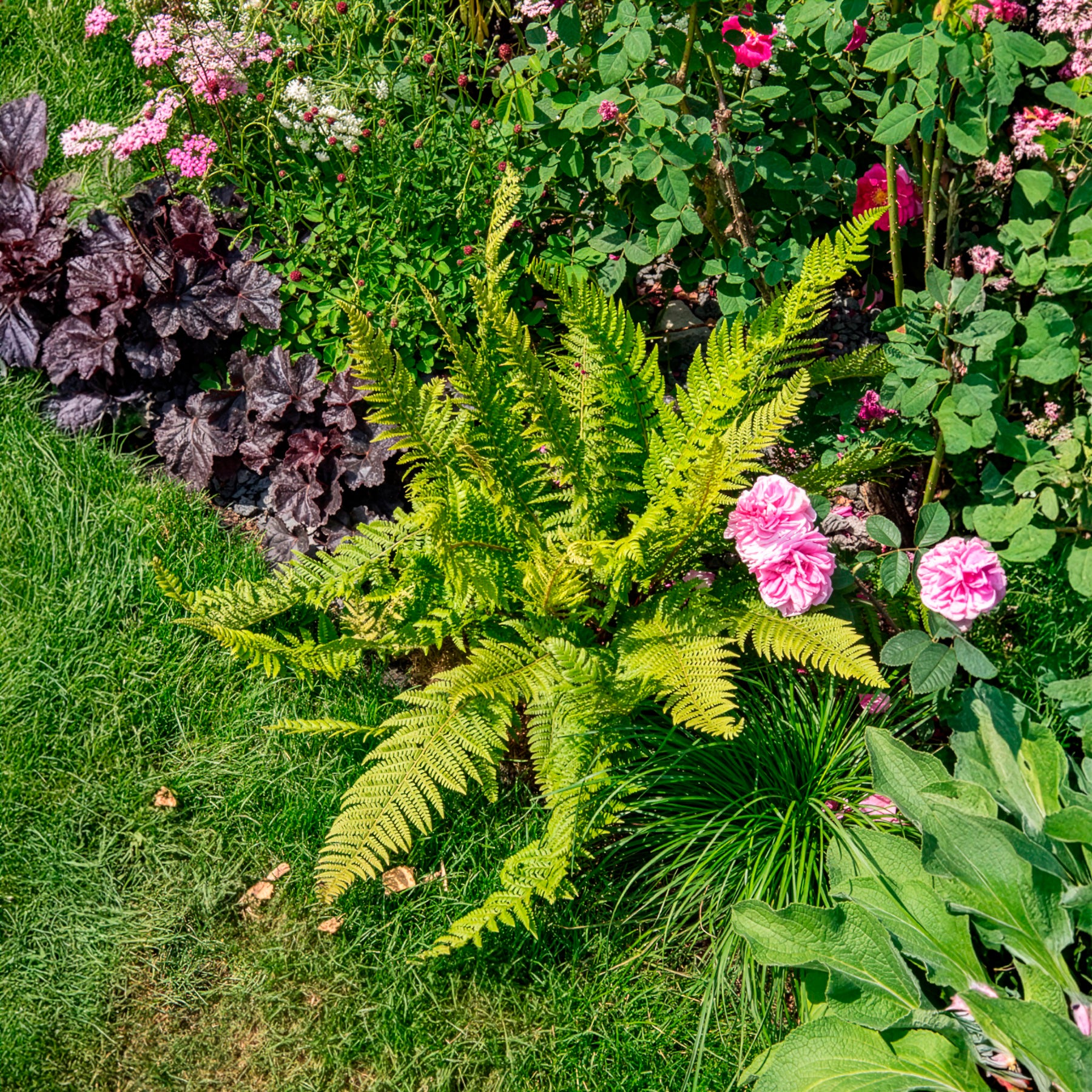 Vente Aspidie à cils raides 'Herrenhausen'