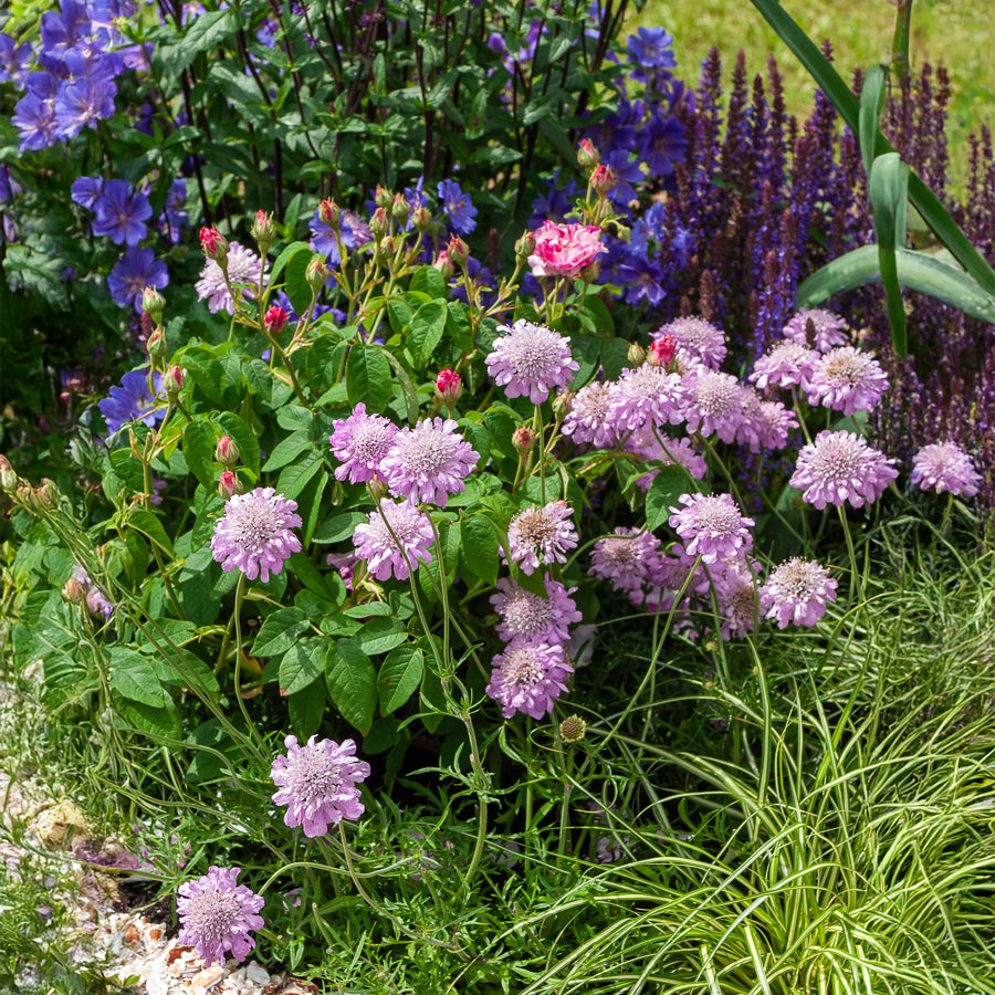 Plantes vivaces - Scabieuse colombaire 'Pink Mist' - Scabiosa columbaria Pink Mist