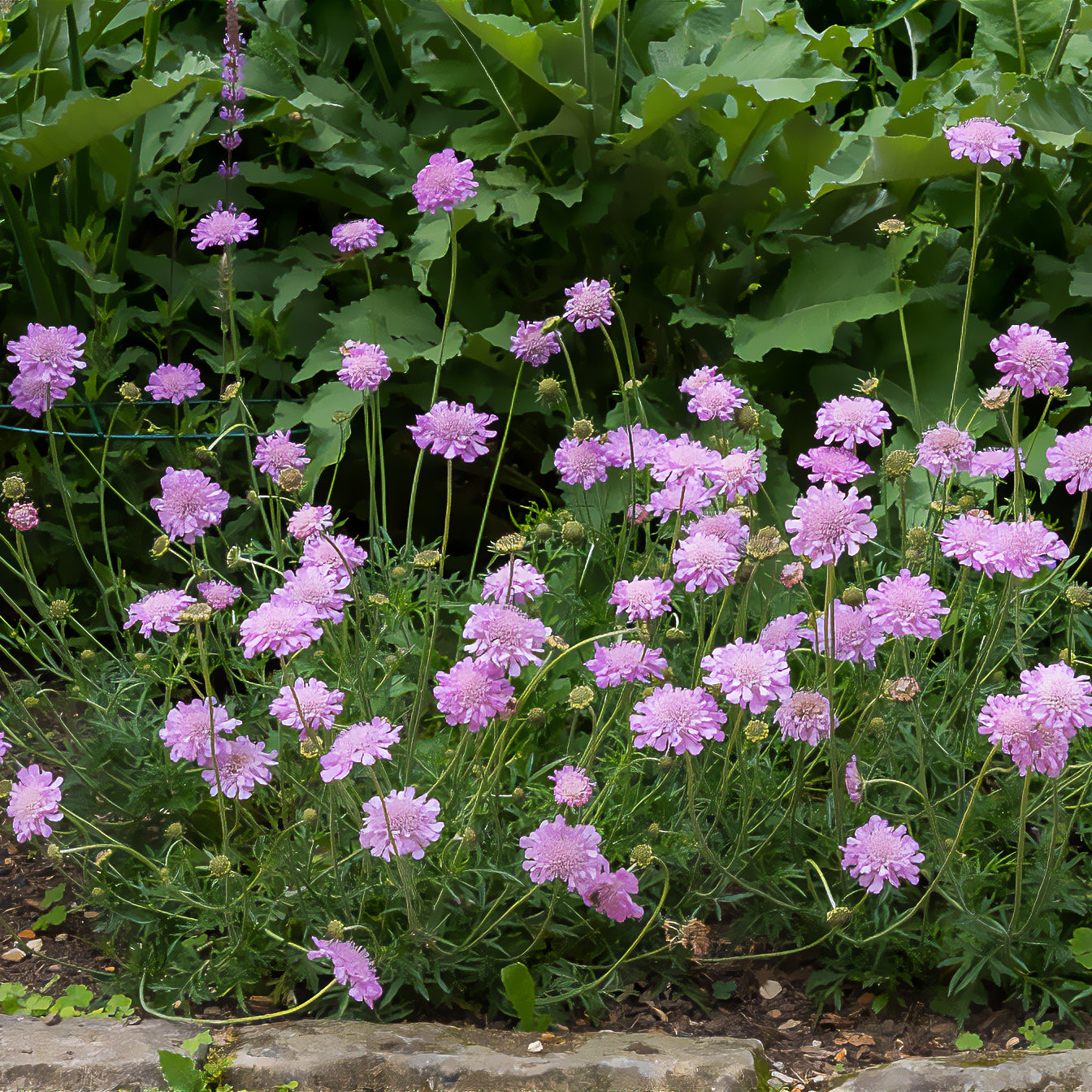 Scabiosa columbaria Pink Mist - Scabieuse colombaire 'Pink Mist' - Plantes vivaces
