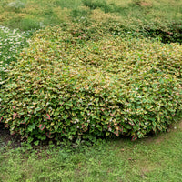 Houttuynia cordata 'Chameleon' - Bakker