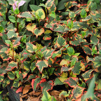Houttuynia cordata 'Chameleon' - Toutes les plantes de bassin - Bakker