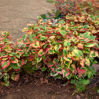 Vente Houttuynia cordata 'Chameleon' - Houttuynia cordata chameleon