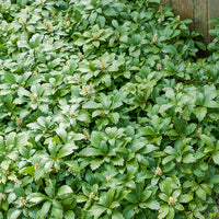 Pachysandra terminalis Green Carpet - 3 Pachysandre Green Carpet - Plantes vivaces