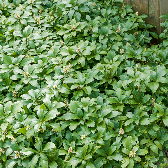Pachysandra terminalis Green Carpet - Pachysandre Green Carpet - Plantes vivaces
