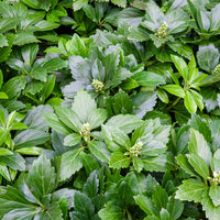 3 Pachysandre Green Carpet - Bakker