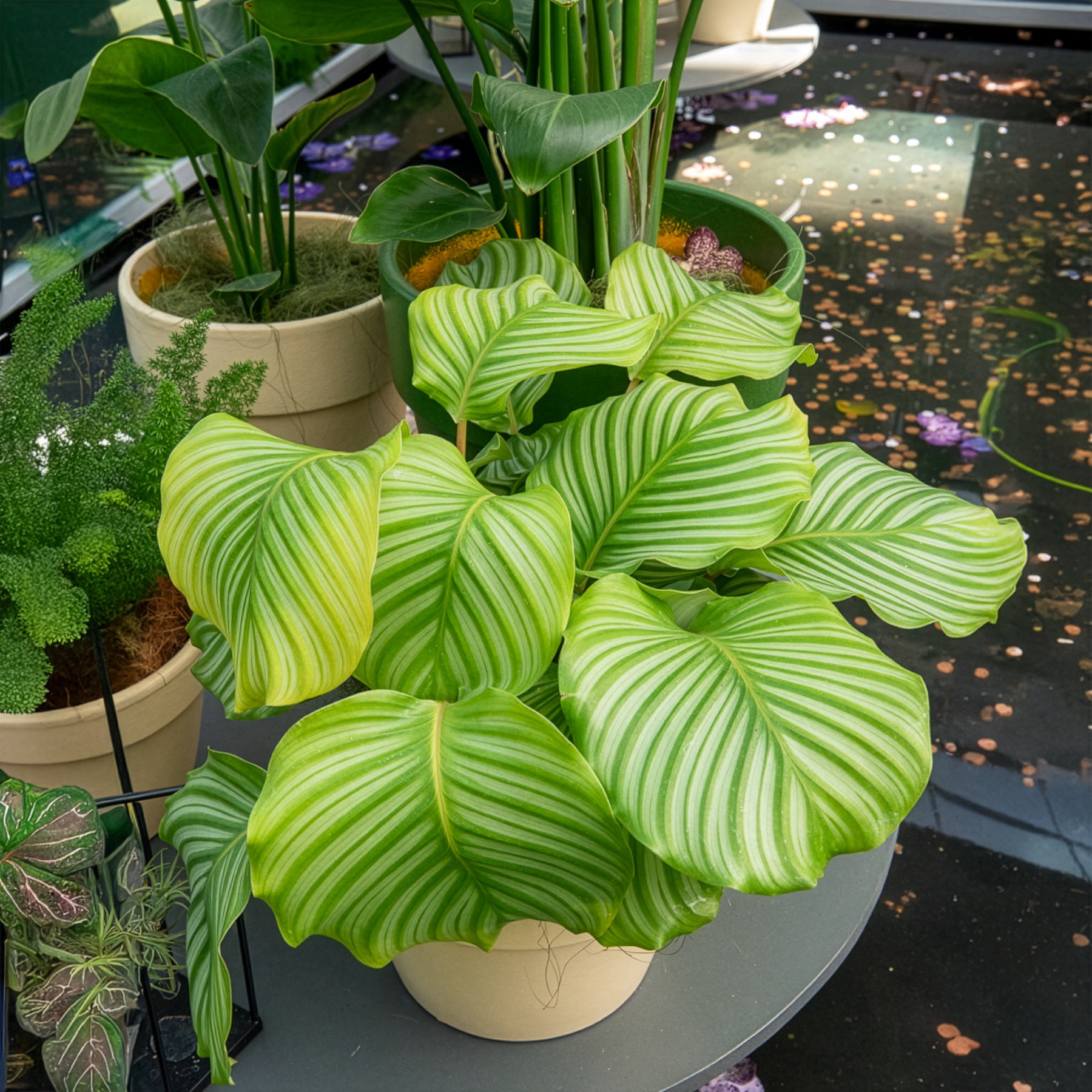 Vente Calathea orbifolia - Calathea orbifolia