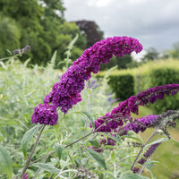 Arbre à papillons 'Royal Red' - Buddleja davidii Royal Red - Bakker